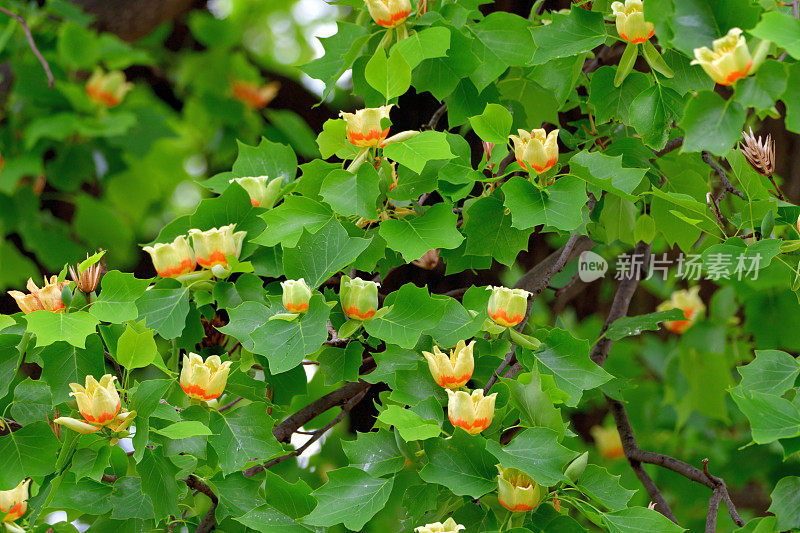 郁金香树/鹅掌楸郁金香花